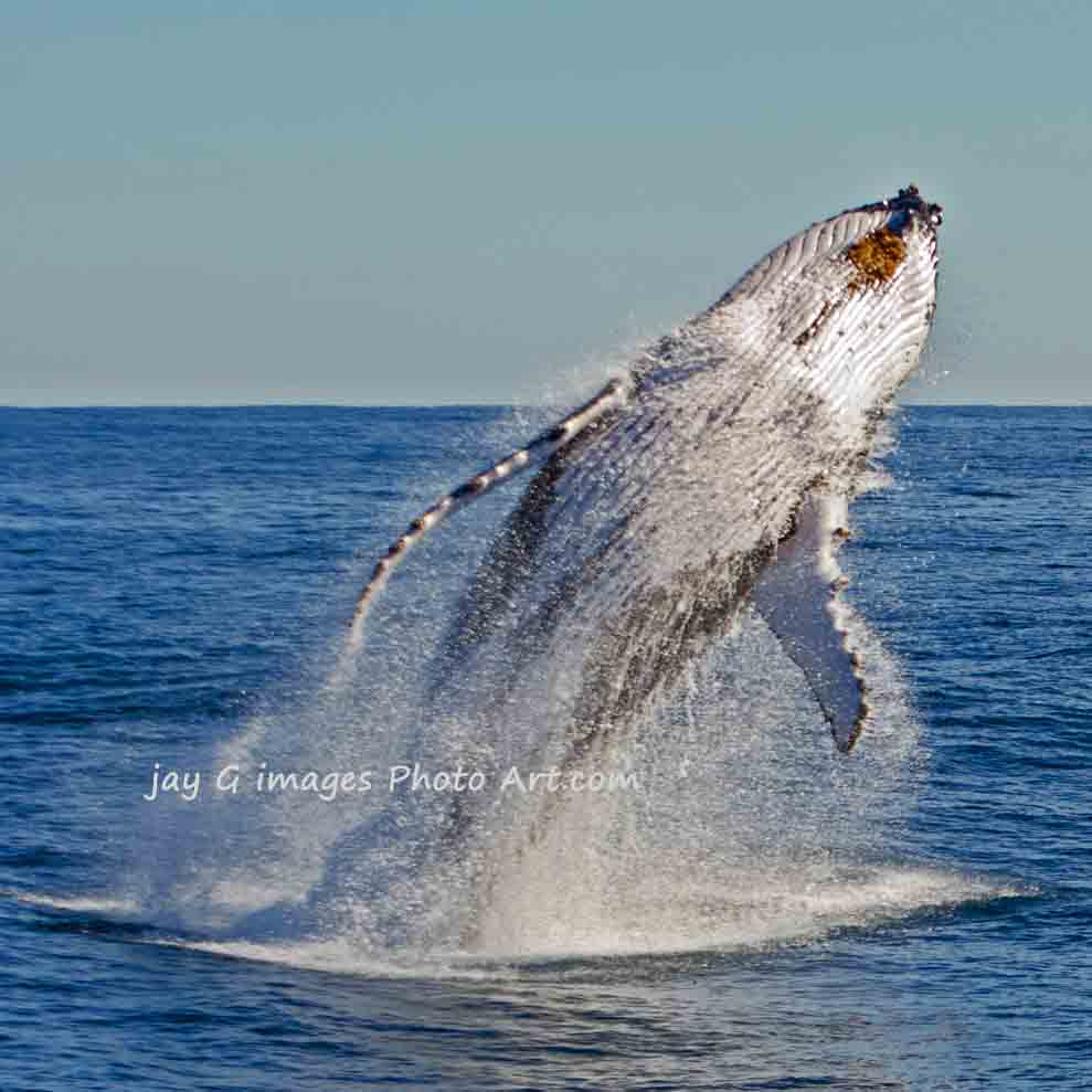 Whale Breach 