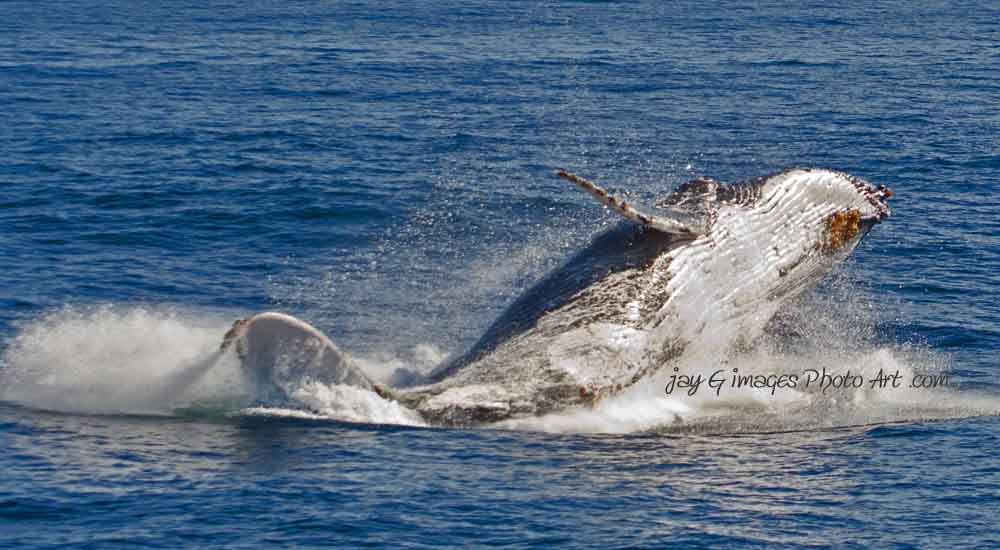 Whale breach 3
