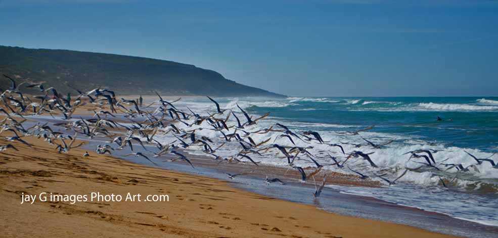 Crested Terns Waitpinga Beach 